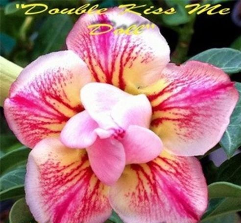 (image for) Adenium Obesum \'Double Kiss Me Doll\' 5 Seeds